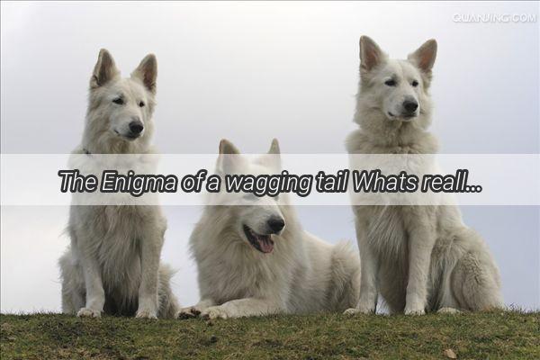 The Enigma of a wagging tail Whats really going on with that cute puppy